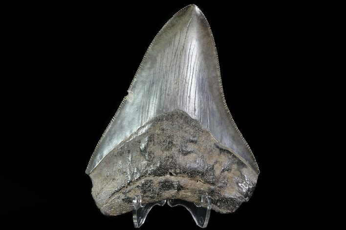 Serrated, Fossil Megalodon Tooth - Georgia #81684